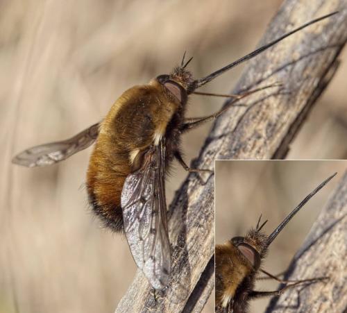 Bombylius discolor