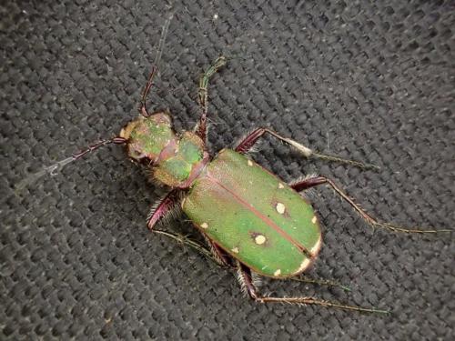 Réf. 202 279 : Cicindela campestris