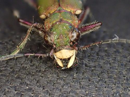Cicindela campestris