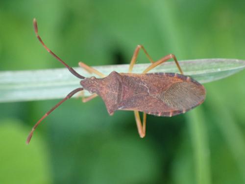 Gonocerus acuteangulatus