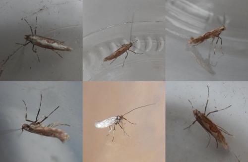Réf. 202 502 : Calybites phasianipennella