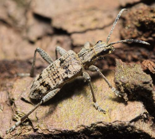 Réf. 202 078 : Rhagium inquisitor