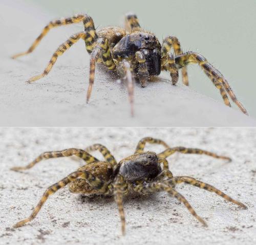 Arctosa leopardus
