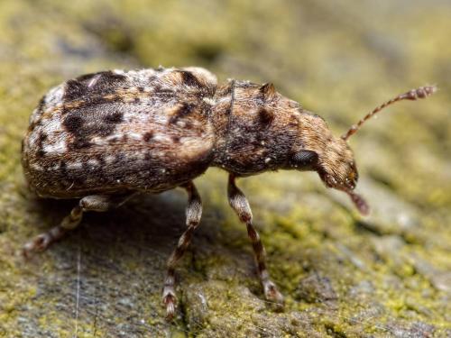 Réf. 202 790 : Pseudeuparius sepicola