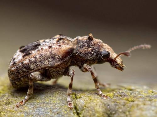 Réf. 202 789 : Pseudeuparius sepicola