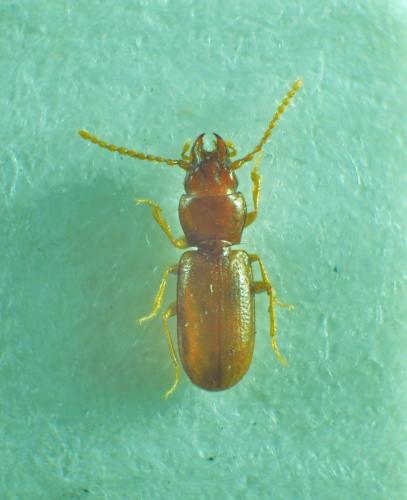 Réf. 202 693 : Anillus convexus
