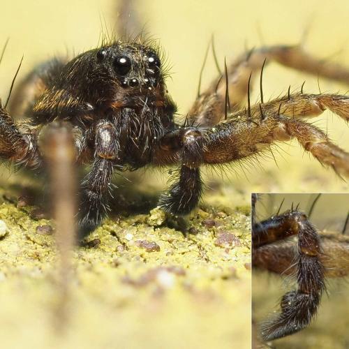 Pardosa sp.