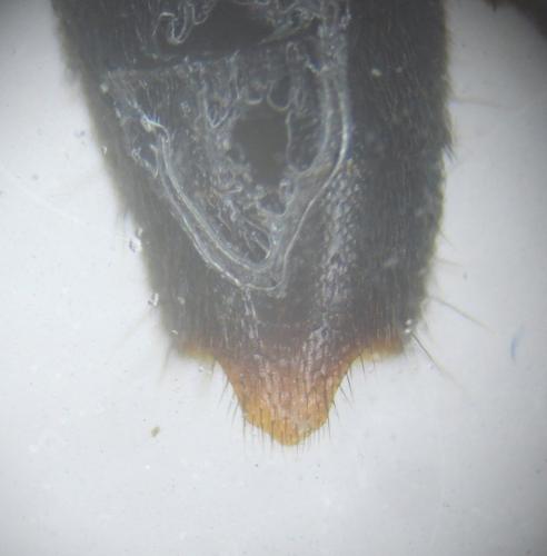 Réf. 202 817 : Lathrobium fovulum
