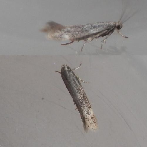 Elachista canapennella