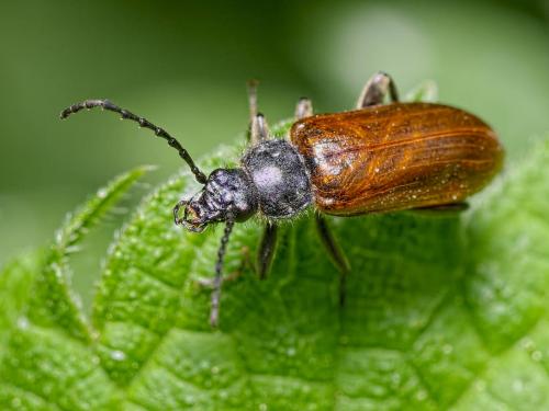 Réf. 202 879 : Omophlus pubescens