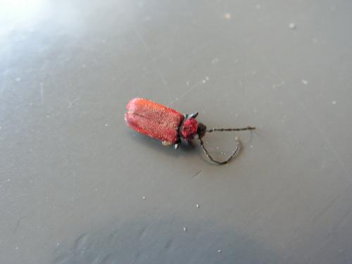 Pyrrhidium sanguineum