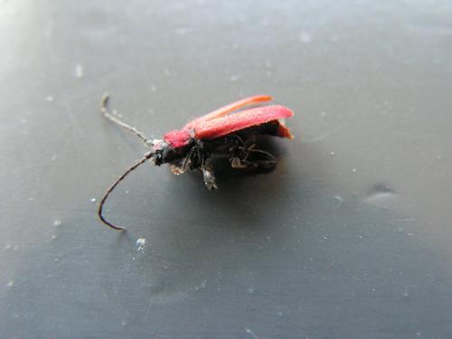 Pyrrhidium sanguineum