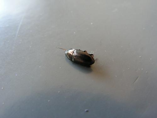 Amara sp.