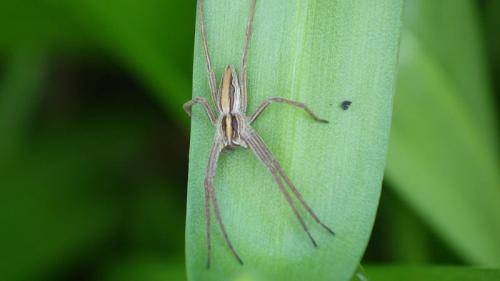 Pisaura mirabilis