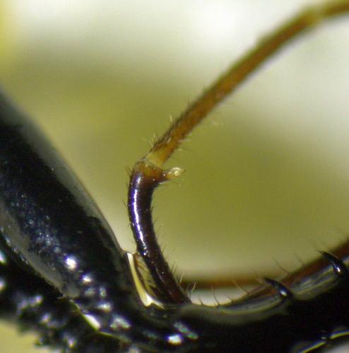 Ischyropsalis dentipalpis