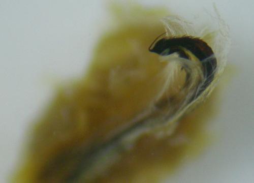 Ischyropsalis dentipalpis