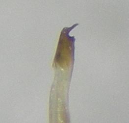 Trogulus closanicus