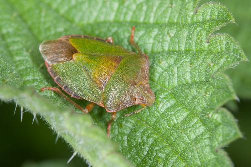 Palomena prasina