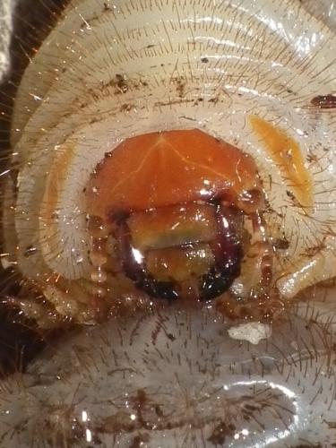 Cetonischema speciosissima