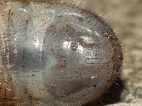 Cetonischema speciosissima