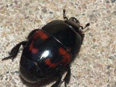 Hister quadrimaculatus