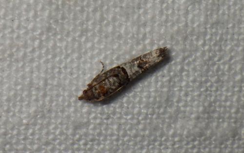 Phaneta pauperana