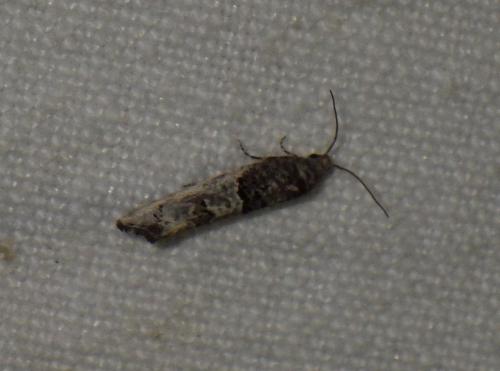 Phaneta pauperana