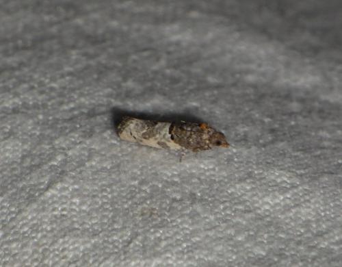 Réf. 202 269 : Phaneta pauperana