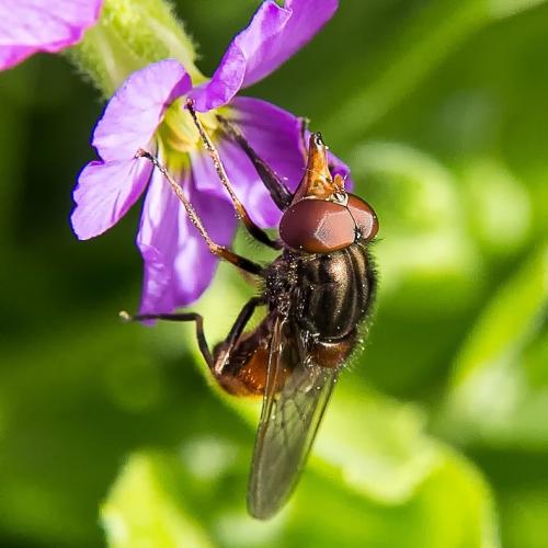 Réf. 202 808 : Rhingia campestris