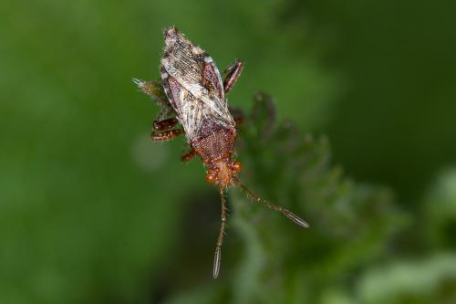 Rhopalus subrufus