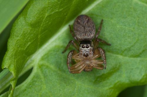 Evarcha arcuata