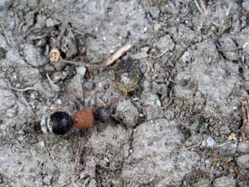 Réf. 202 418 : Smicromyrme ruficollis