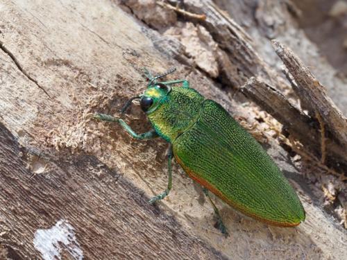 Réf. 202 647 : Steraspis squamosa