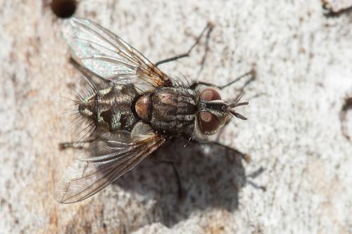 Smidtia conspersa