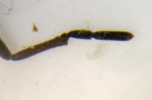 Trogulus closanicus