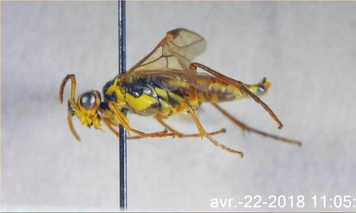 Réf. 202 956 : Aglaostigma fulvipes