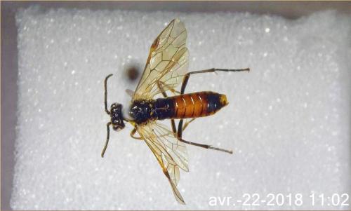 Réf. 202 955 : Aglaostigma fulvipes