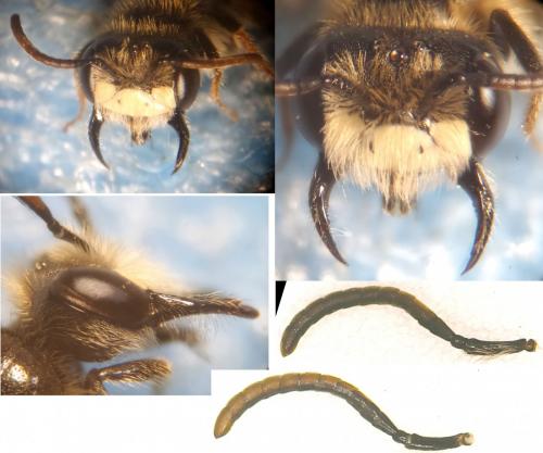 Andrena sp.