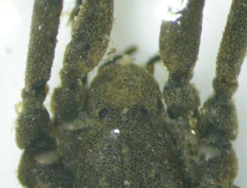 Trogulus closanicus