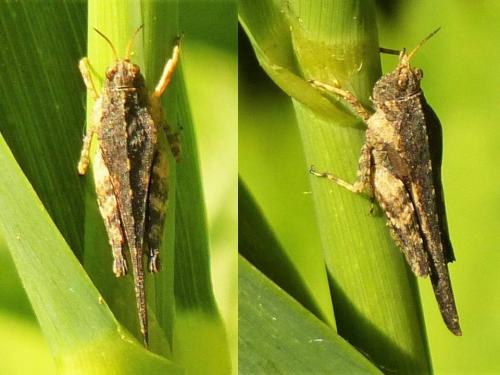 Tetrix sp.
