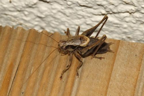 Pholidoptera griseoaptera