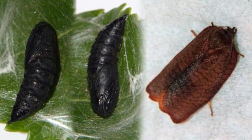 Réf. 202 003 : Cacoecimorpha pronubana