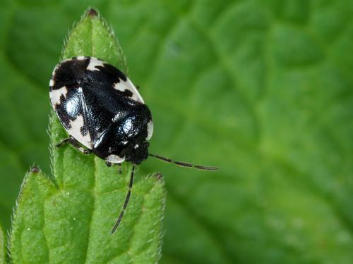 Tritomegas rotundipennis