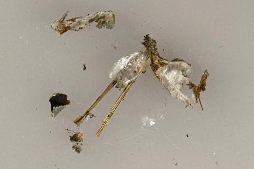 Campopleginae