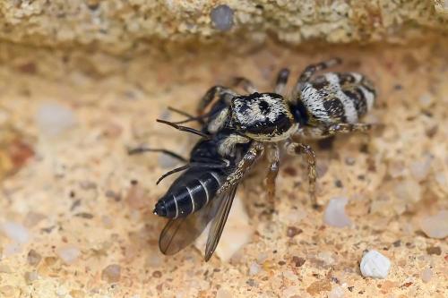 Réf. 202 489 : Salticus scenicus