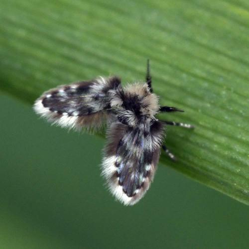 Clytocerus sp.