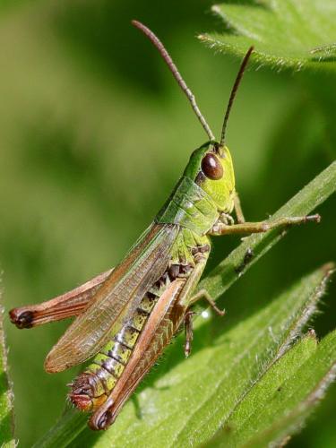 Réf. 202 531 : Pseudochorthippus parallelus