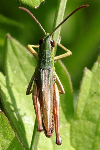 Réf. 202 532 : Pseudochorthippus parallelus