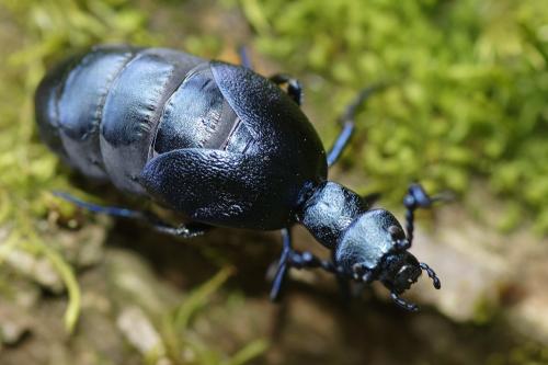 Réf. 202 403 : Meloe violaceus