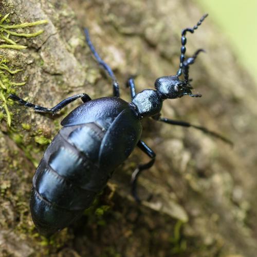 Réf. 202 404 : Meloe violaceus